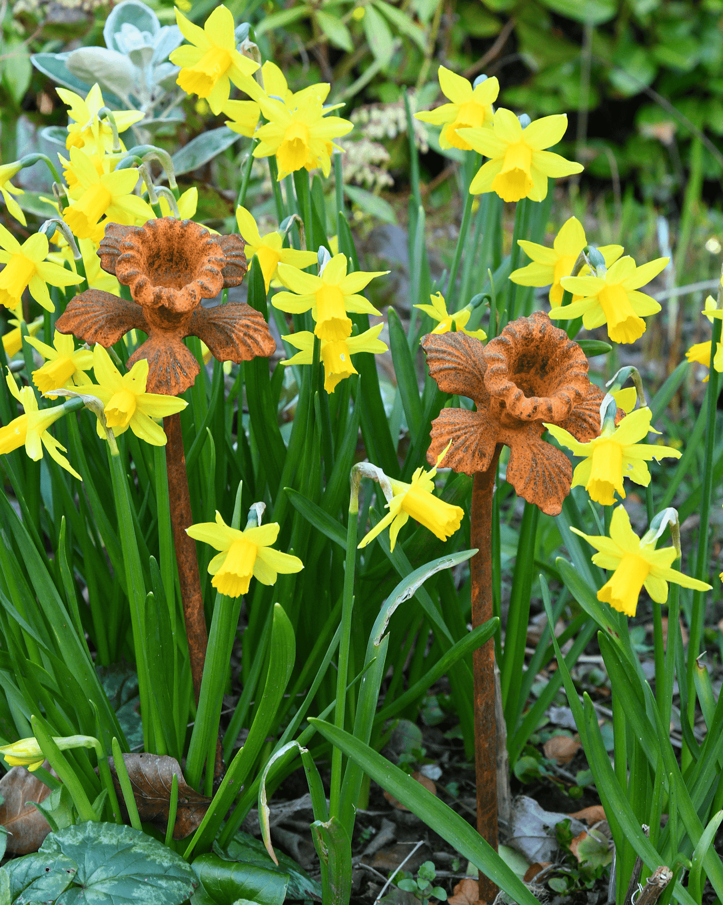 Rusted daffodil garden stake with yellow and white flower heads in snowy stone planter, heritage-inspired sculpture for soulful winter garden styling.