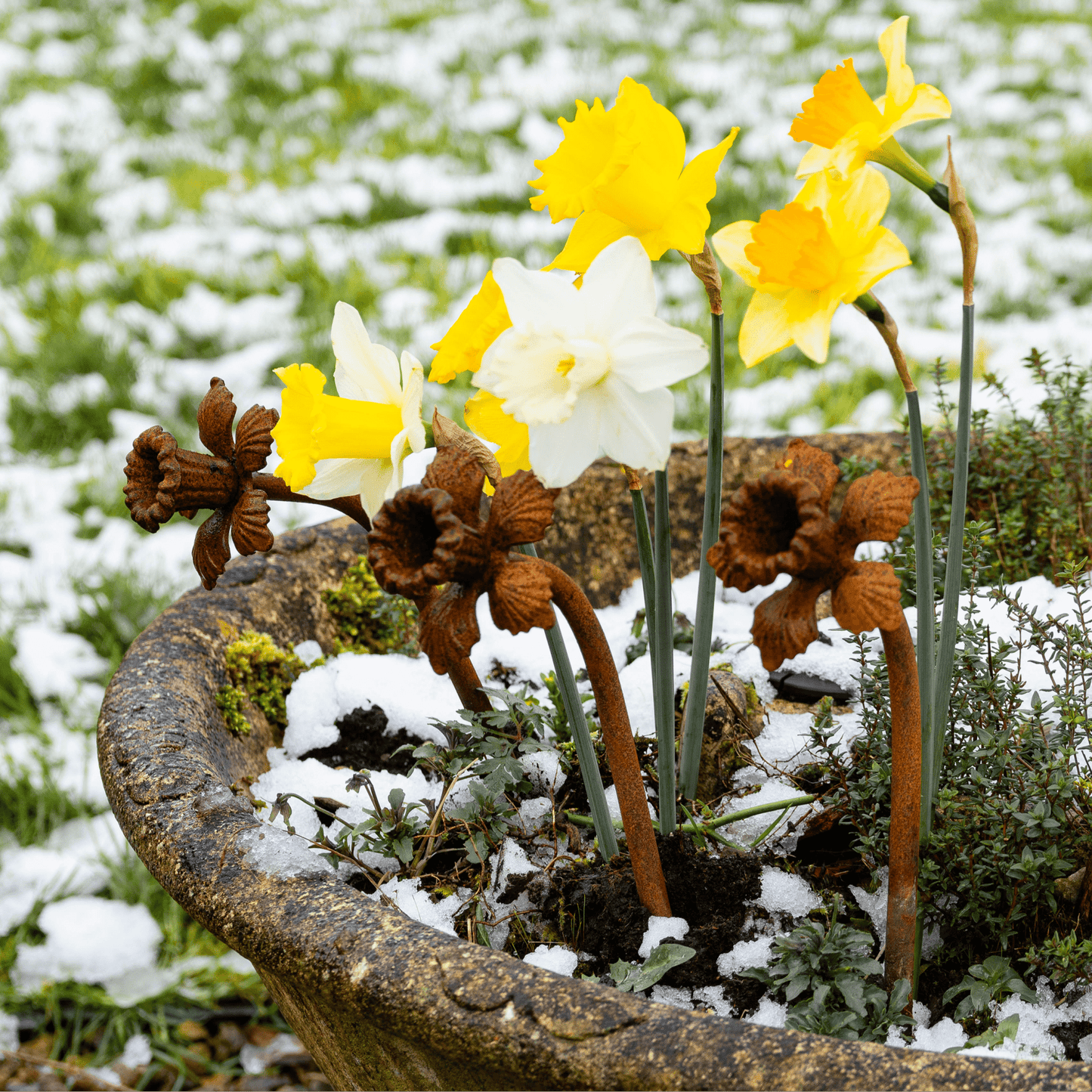 Rusted daffodil garden stake in warm orange patina, heritage-inspired metal flower sculpture with whimsical styling for soulful outdoor rituals.