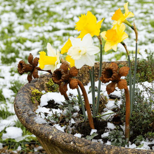 Rusted daffodil garden stake in warm orange patina, heritage-inspired metal flower sculpture with whimsical styling for soulful outdoor rituals.