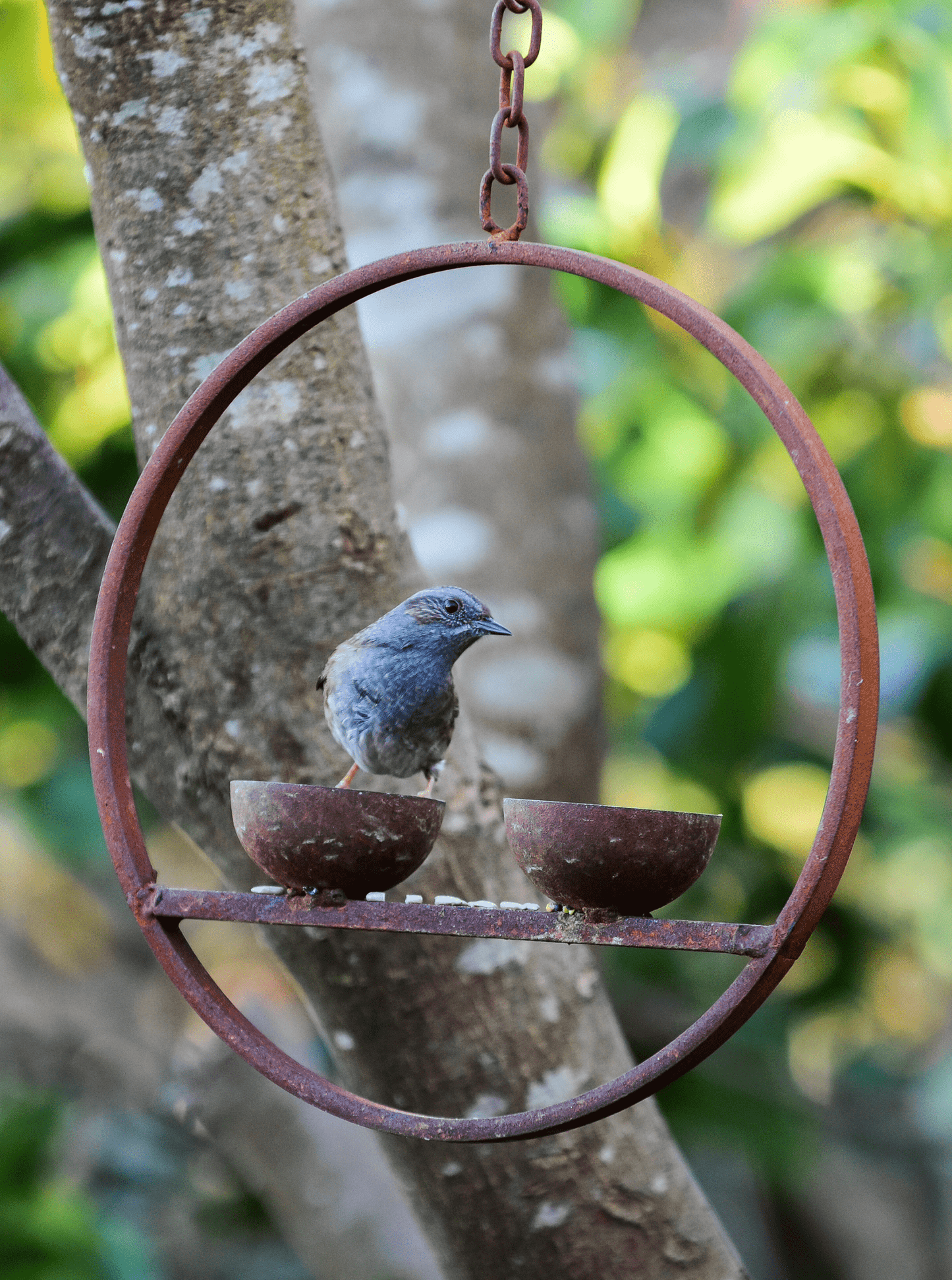 Rusted Hanging Bird Feeder Ring – Double Cup | Timeless Garden Charm - The Timeless Trading Co.