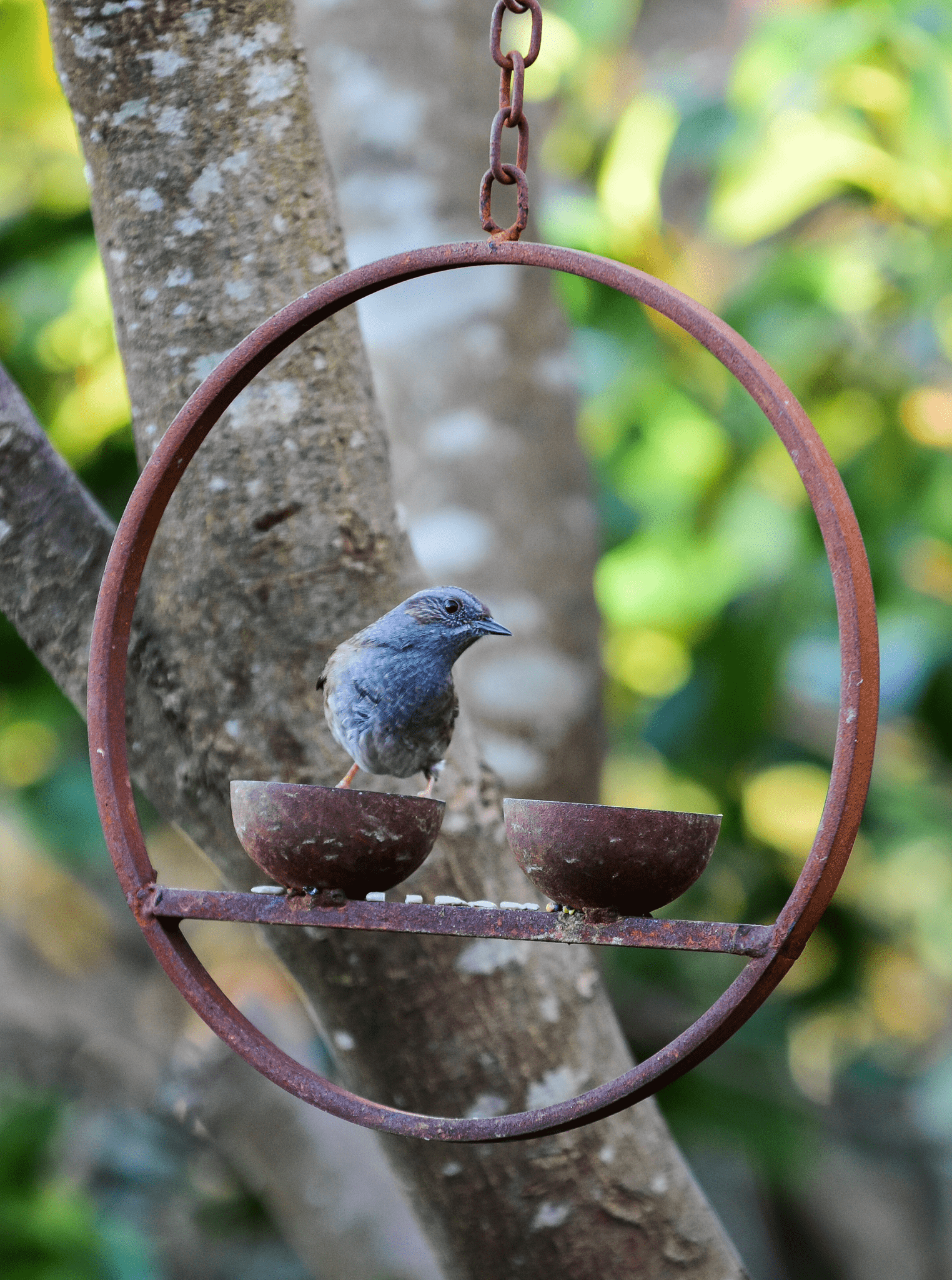 Rusted Hanging Bird Feeder Ring – Double Cup | Timeless Garden Charm - The Timeless Trading Co.