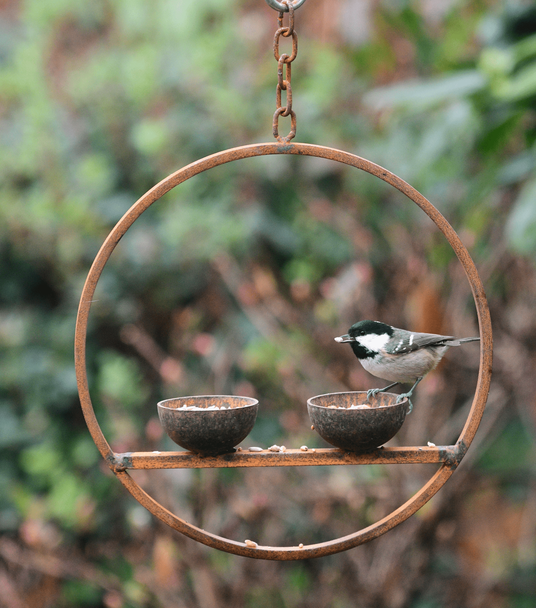 Rusted Hanging Bird Feeder Ring – Double Cup | Timeless Garden Charm - The Timeless Trading Co.