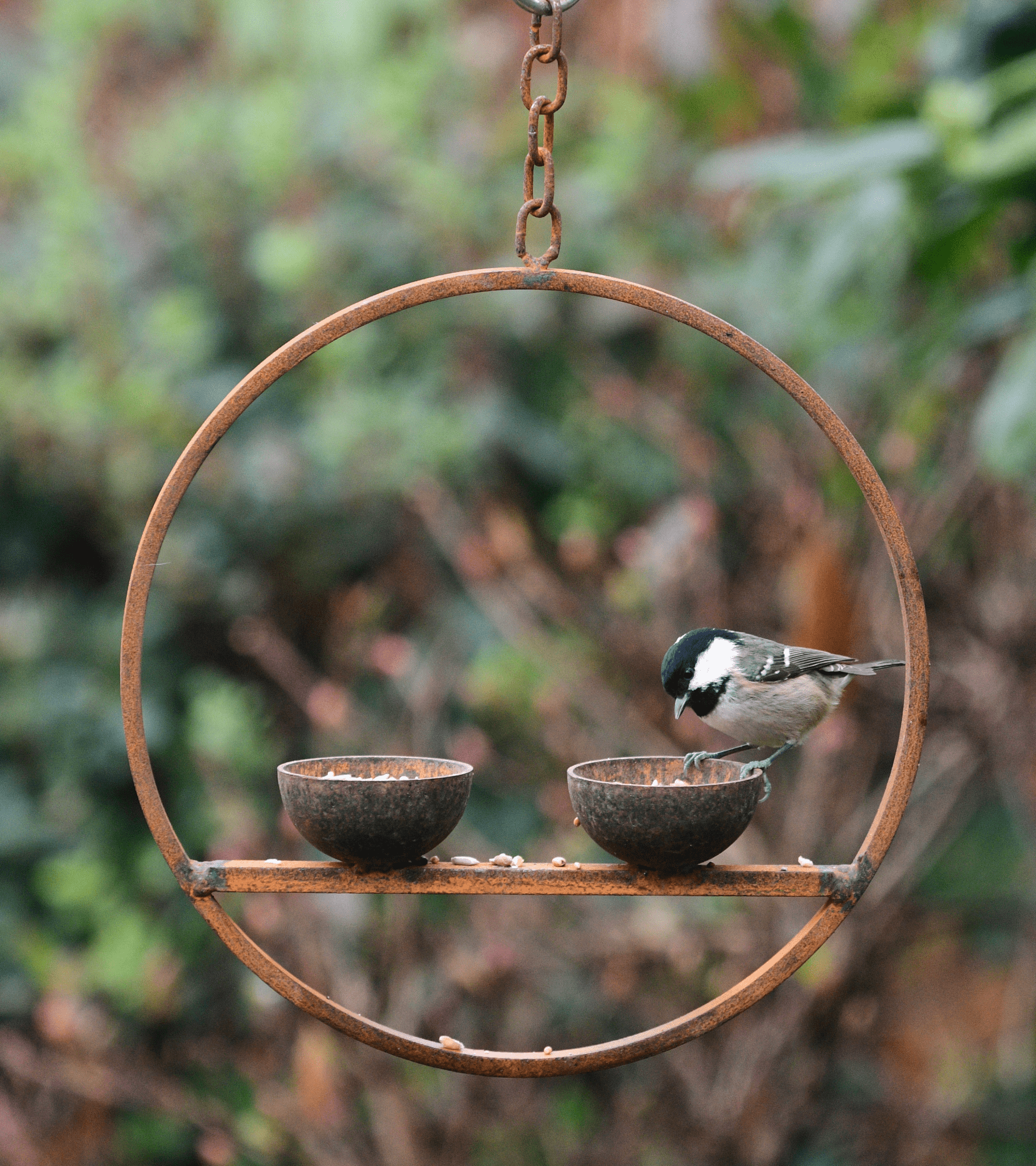 Rusted Hanging Bird Feeder Ring – Double Cup | Timeless Garden Charm - The Timeless Trading Co.