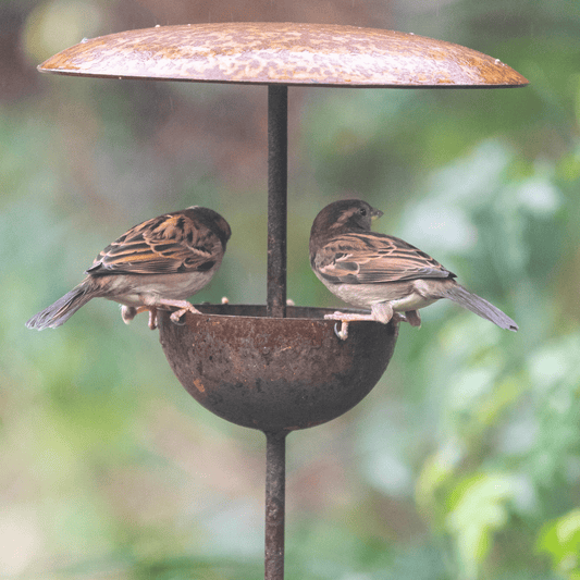 Two birds perched on a rusted metal bird feeder with a blurred green background