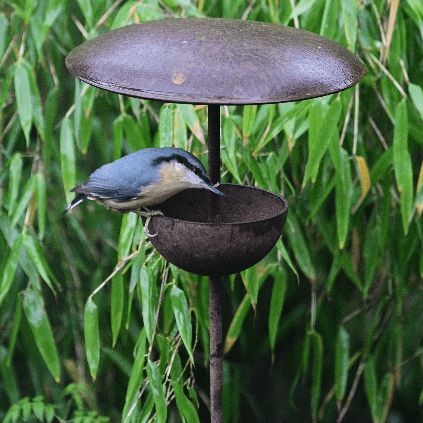 Bird perched on a metal bird feeder against a green leafy background