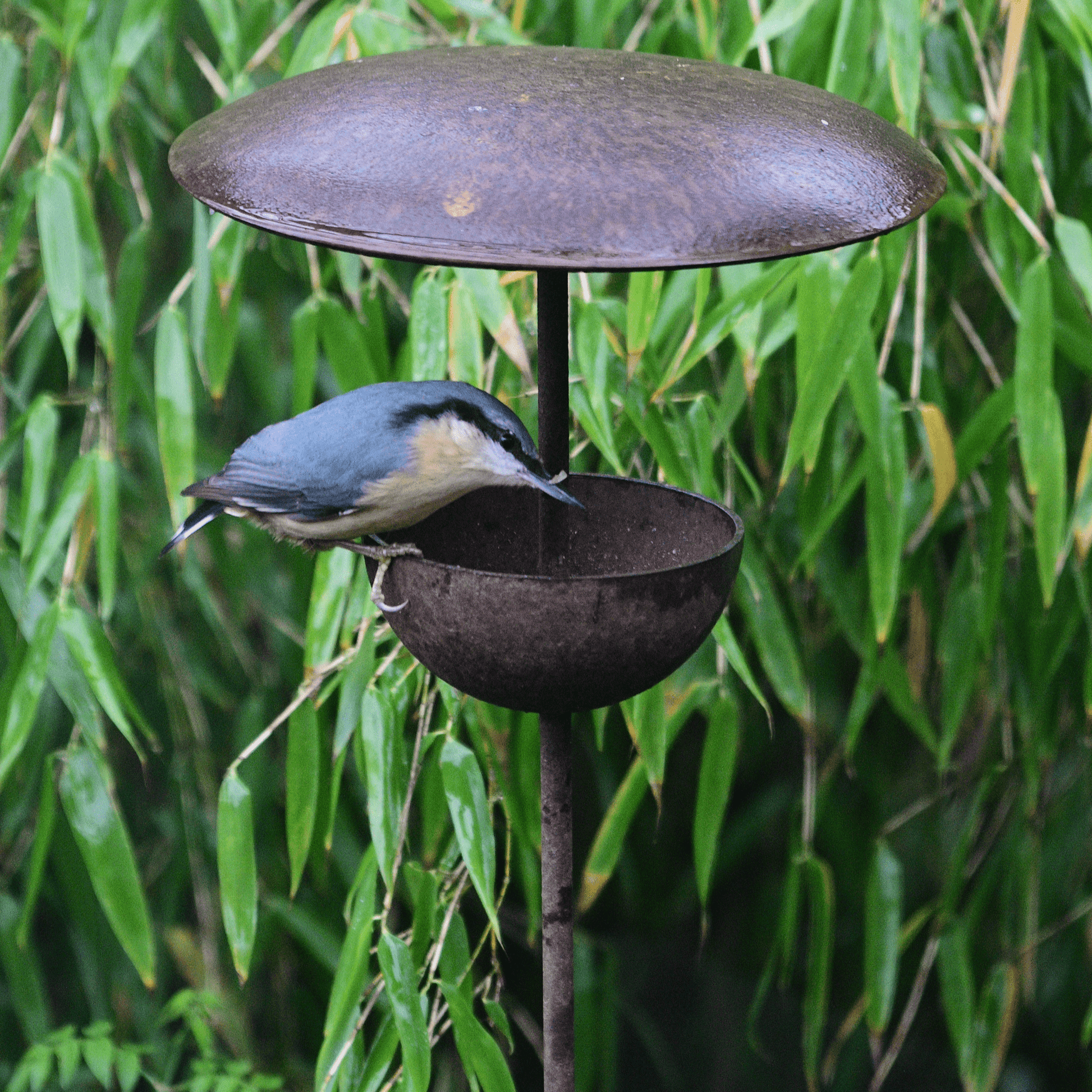 Bird perched on a metal bird feeder against a green leafy background