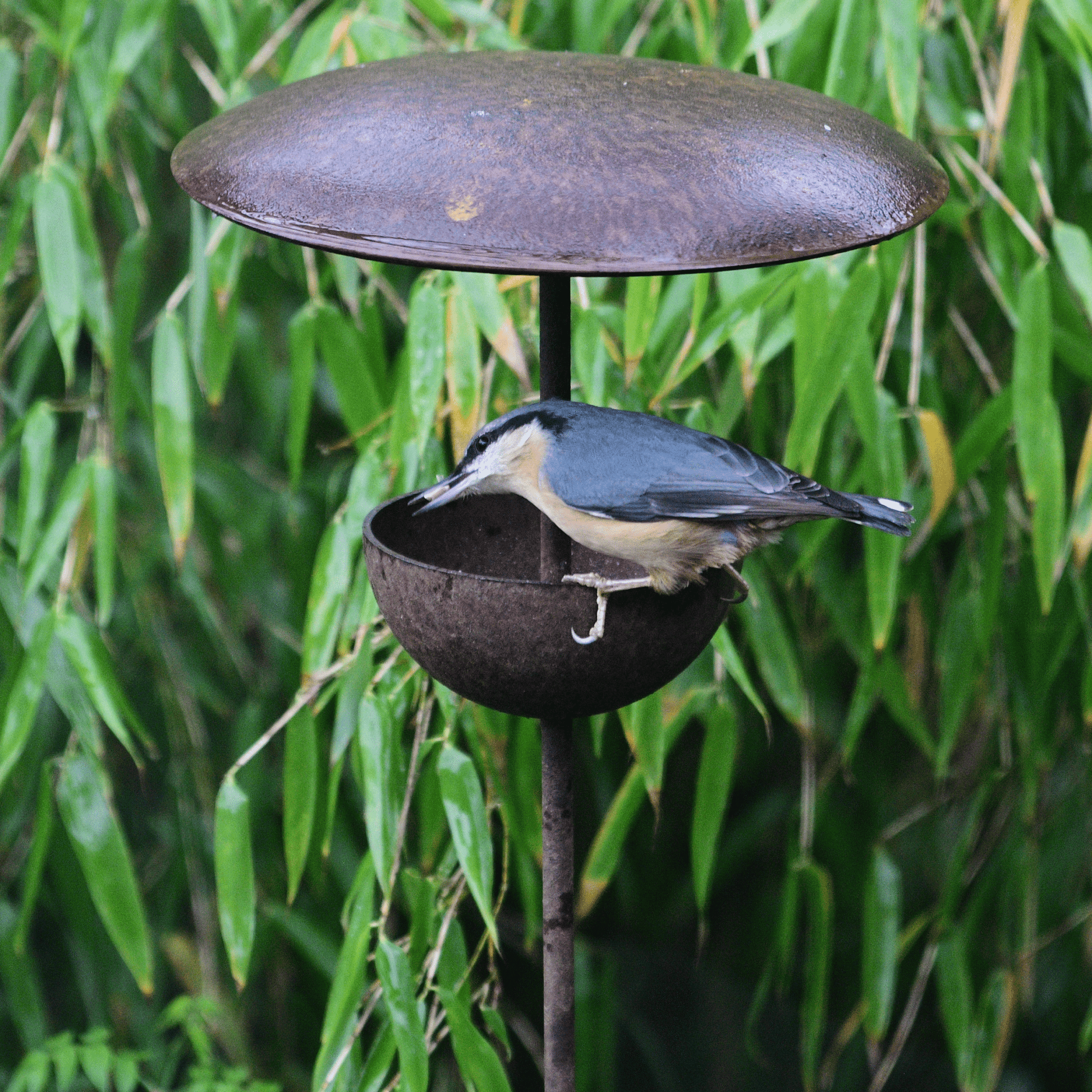 Bird perched on a metal bird feeder against a green leafy background