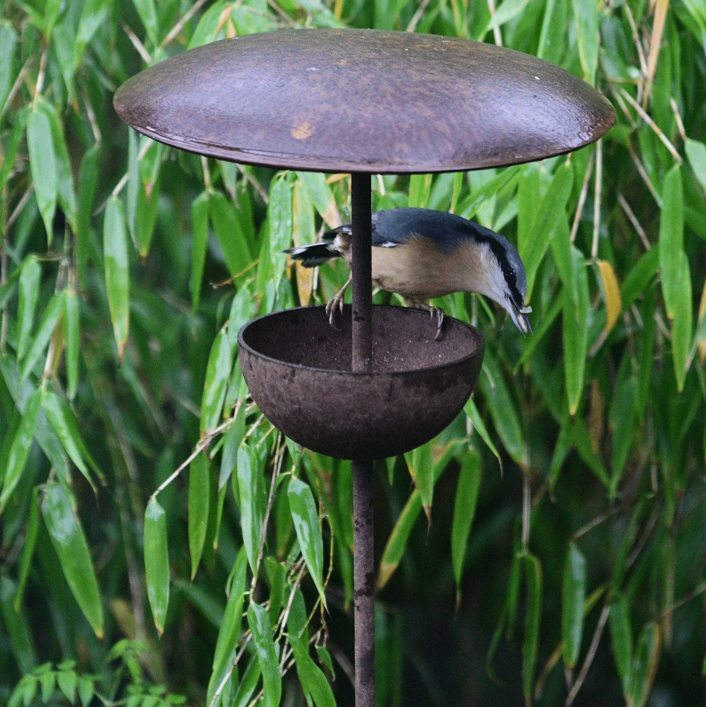 Rusty metal bird feeder with a small bird perched inside, surrounded by green leaves