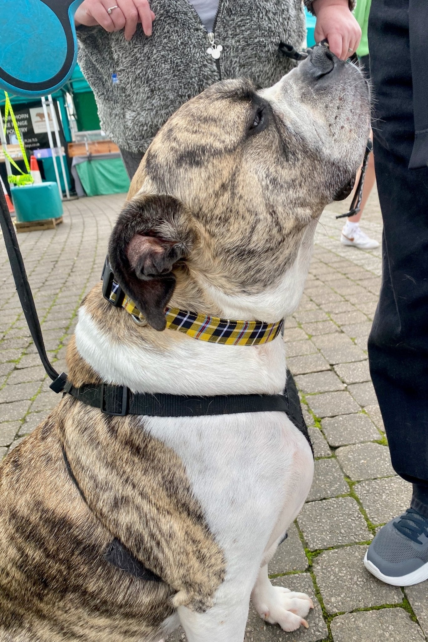 The Cornish Wayfarer – Tartan Dog Collar for Coastal Companions - The Timeless Trading Co.