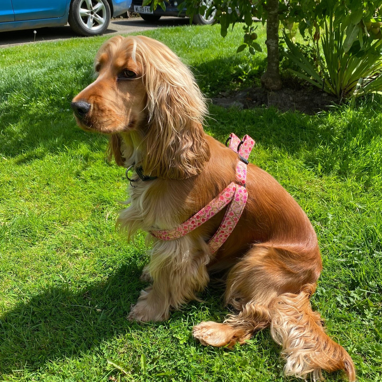 The Tulip Meadow Ramble – Collars, Leads & Harnesses for Whimsical Walks - The Timeless Trading Co.