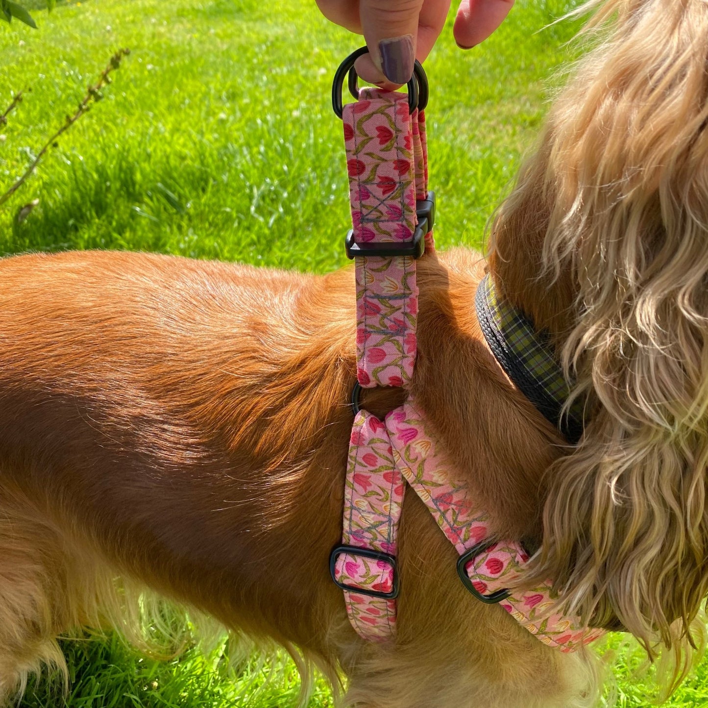 The Tulip Meadow Ramble – Collars, Leads & Harnesses for Whimsical Walks - The Timeless Trading Co.