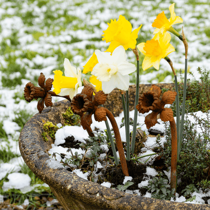 Rusted daffodil garden stake in warm orange patina, heritage-inspired metal flower sculpture with whimsical styling for soulful outdoor rituals.