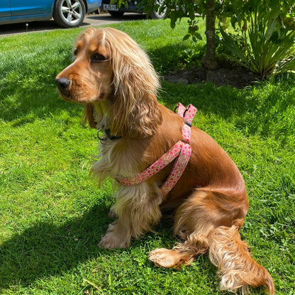 The Tulip Meadow Ramble – Collars, Leads & Harnesses for Whimsical Walks - The Timeless Trading Co.